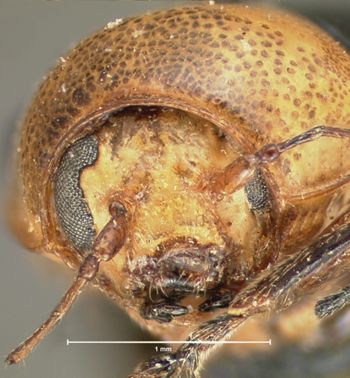 Media type: image; Entomology 9285   Aspect: head frontal view